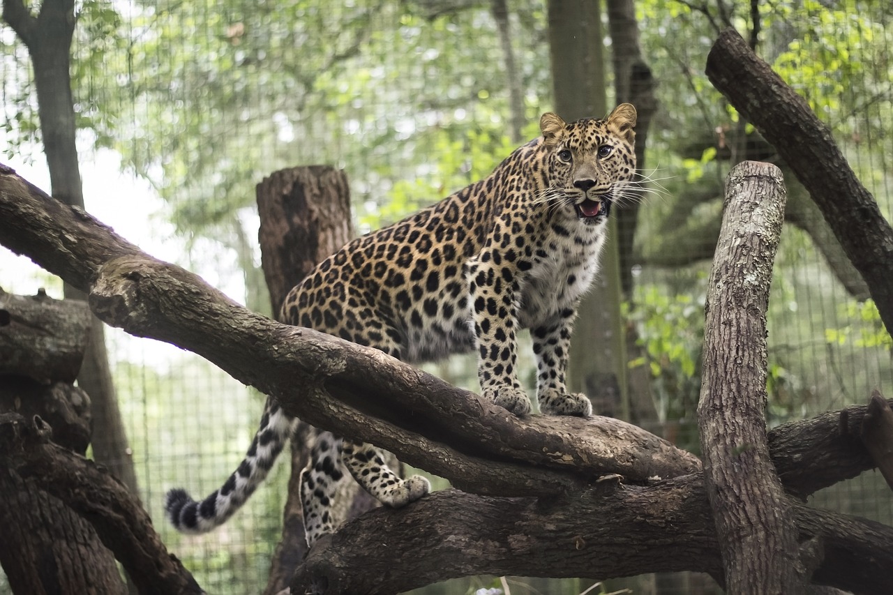 Leopardas, Aza, Jacksonville, Zoologijos Sodas, Laukiniai, Gyvūnas, Kačių, Florida, Gamta, Laukinė Gamta