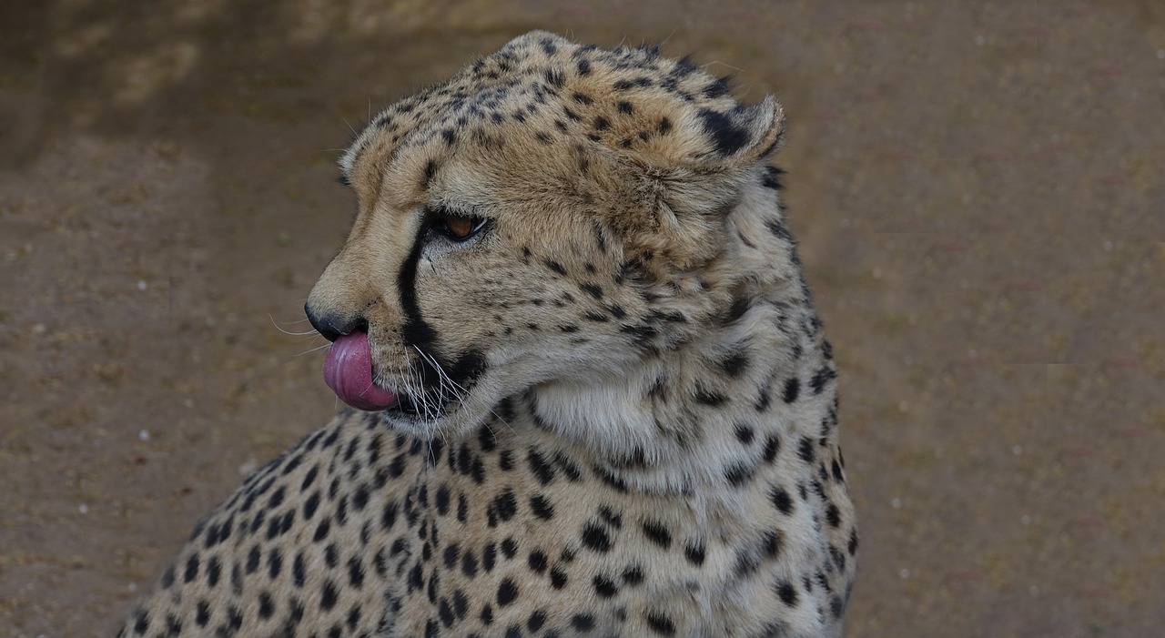 Leopardas, Botsvana, Wildcat, Afrika, Nacionalinis Parkas, Nemokamos Nuotraukos,  Nemokama Licenzija