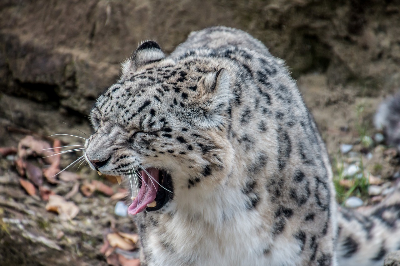 Leopardas, Sniego Leopardas, Baltas Leopardas, Žiovulys, Pėdos, Dantis, Katė, Plėšrūnas, Nemokamos Nuotraukos,  Nemokama Licenzija