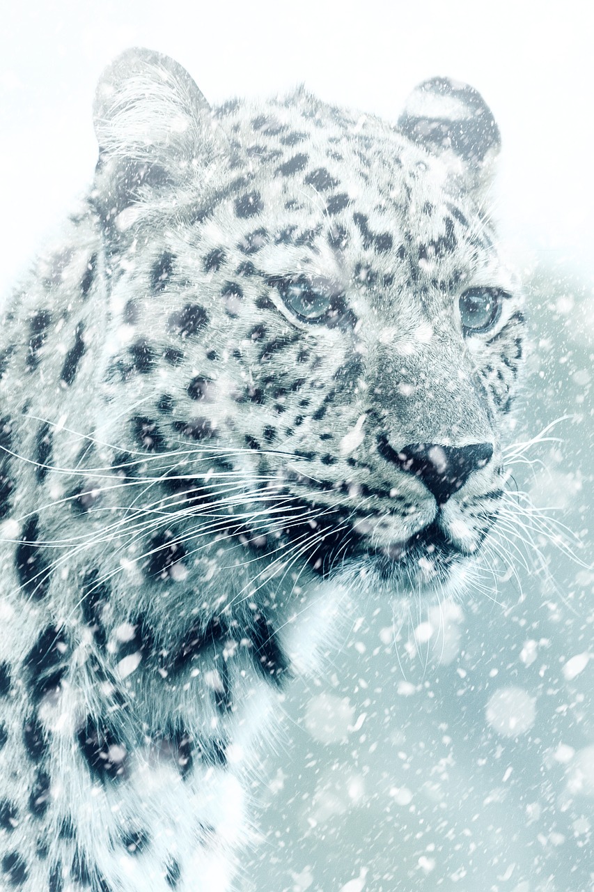 Leopardas, Gepardas, Gyvūnas, Katė, Didelė Katė, Mėsėdžiai, Afrika, Gamta, Pavojingas, Gyvūnų Pasaulis