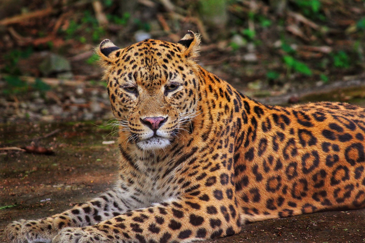 Leopardas, Džiunglės, Laukinė Gamta, Safari, Gamta, Gyvūnas, Laukiniai, Afrika, Katė, Plėšrūnas