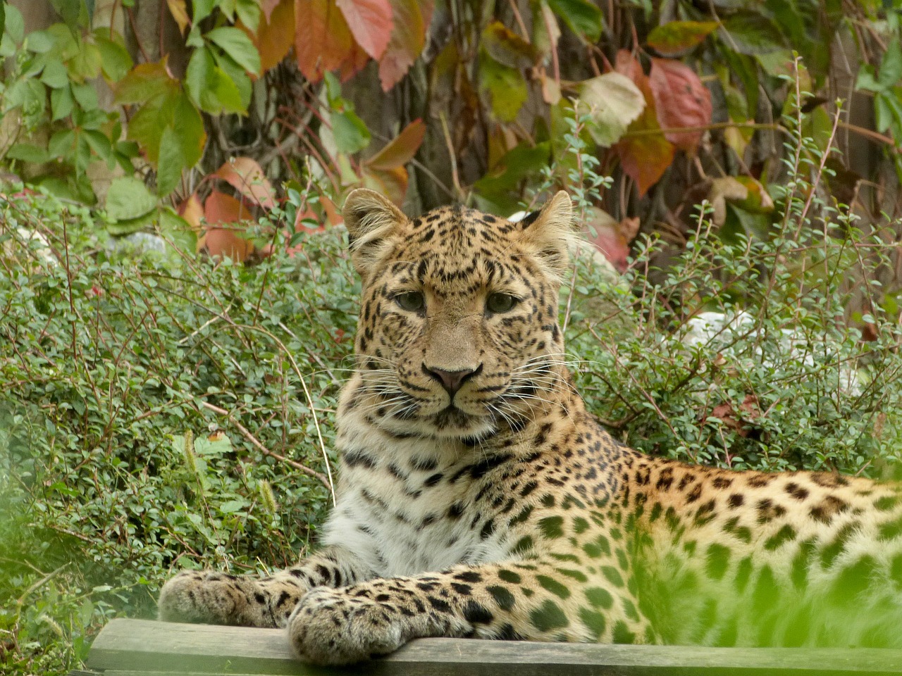 Leopardas, Didelė Katė, Zoologijos Sodas, Gyvūnas, Laukinė Gamta, Žinduolis, Plėšrūnas, Mėsėdis, Kačių, Safari