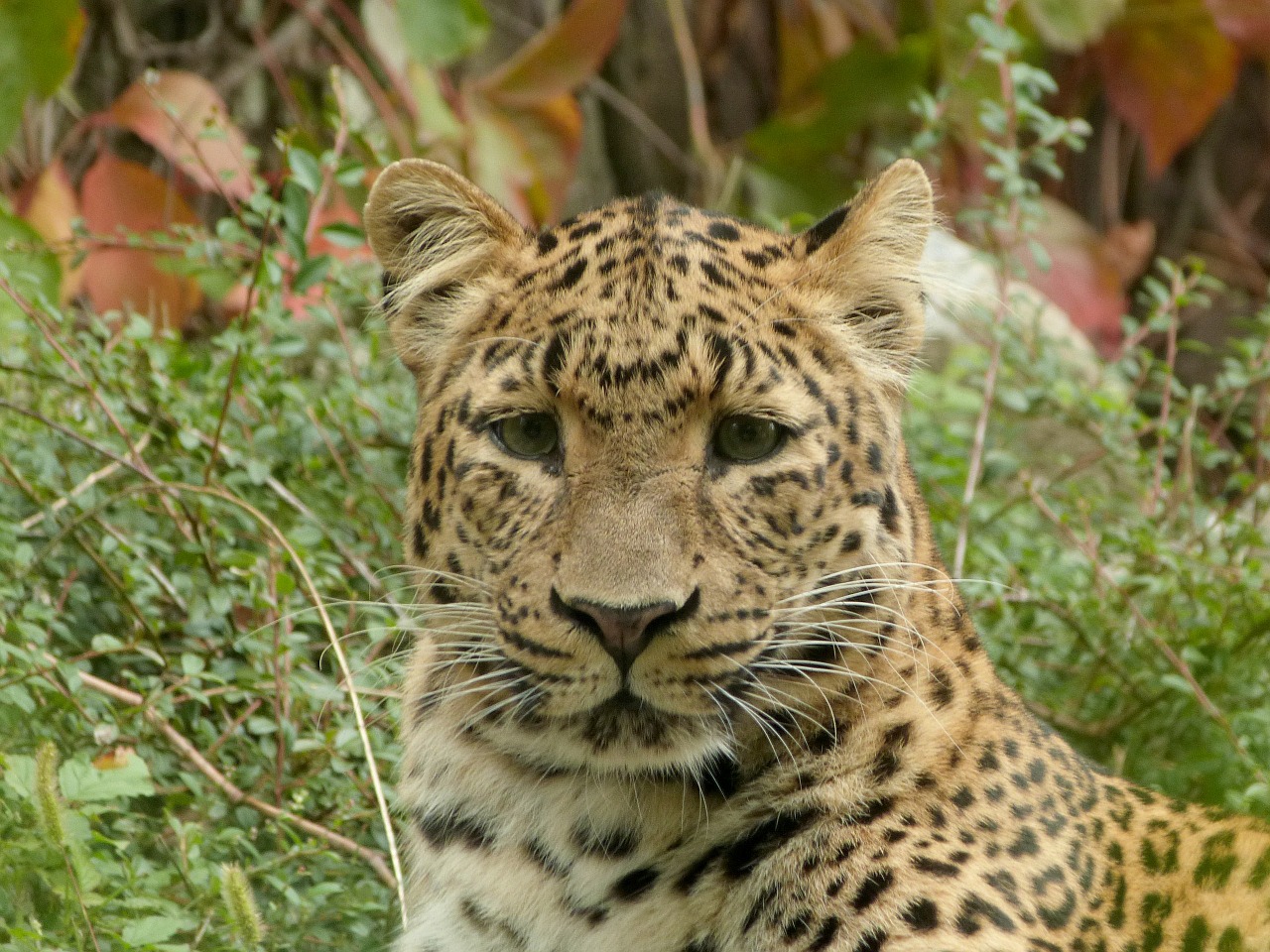 Leopardas, Kinų Leopardas, Didelė Katė, Jaunas, Portretas, Zoologijos Sodas, Nemokamos Nuotraukos,  Nemokama Licenzija