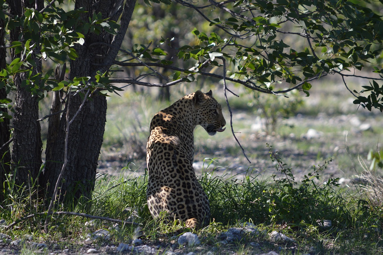 Leopardas, Afrika, Namibija, Etosha, Laukinis Gyvūnas, Katė, Nemokamos Nuotraukos,  Nemokama Licenzija