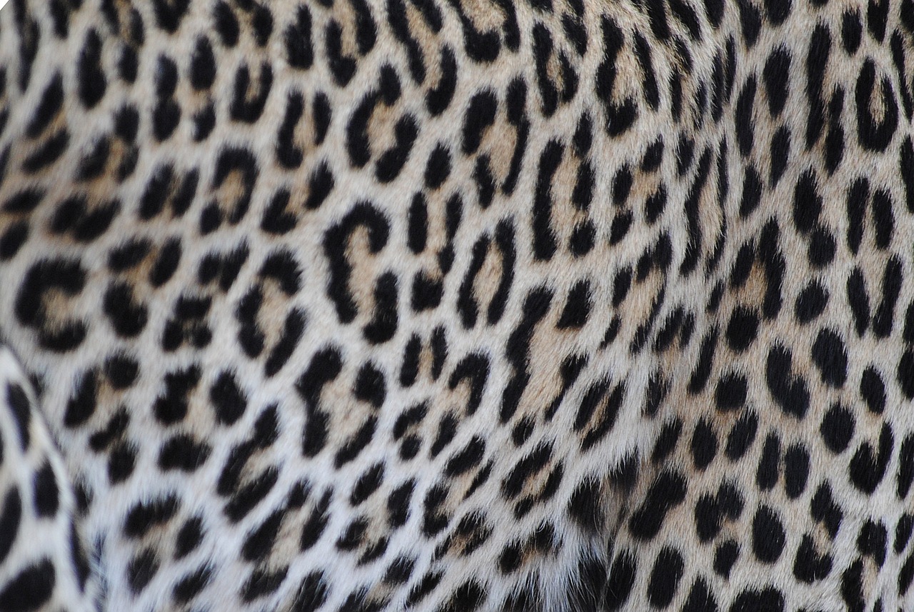 Leopardas, Kailis, Modelis, Katė, Wildcat, Gamta, Galvos Piešinys, Afrika, Kenya, Nemokamos Nuotraukos