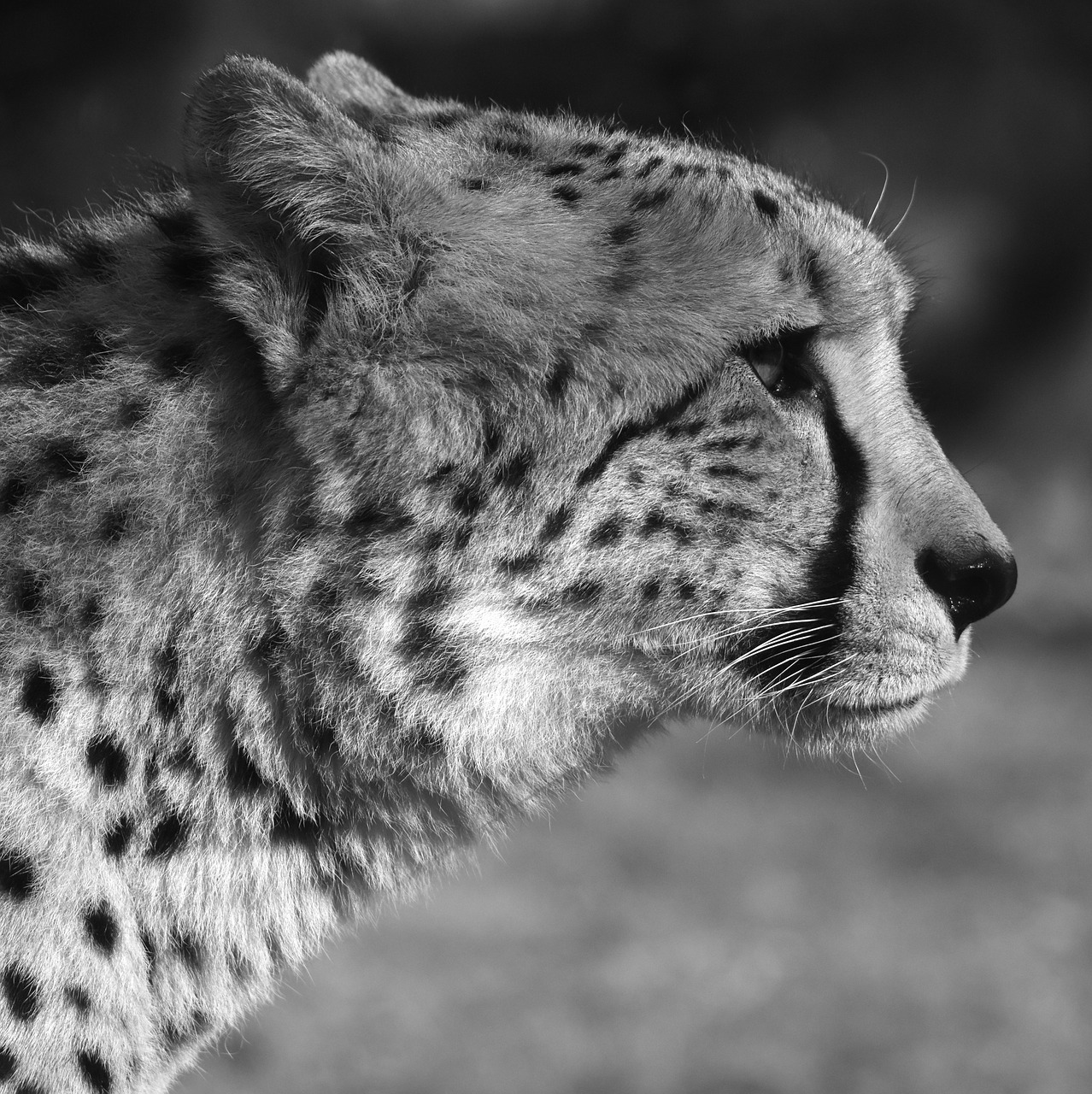 Leopardas, Plėšrūnas, Gyvūnas, Kačių, Nemokamos Nuotraukos,  Nemokama Licenzija