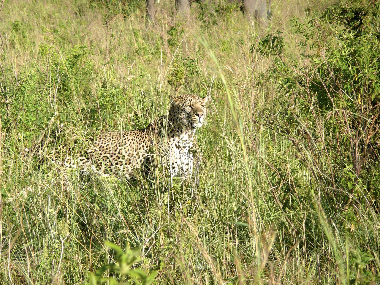 Leopardas, Masai, Mara, Kenya, Afrika, Katė, Didelis, Laukinė Gamta, Gyvūnas, Safari