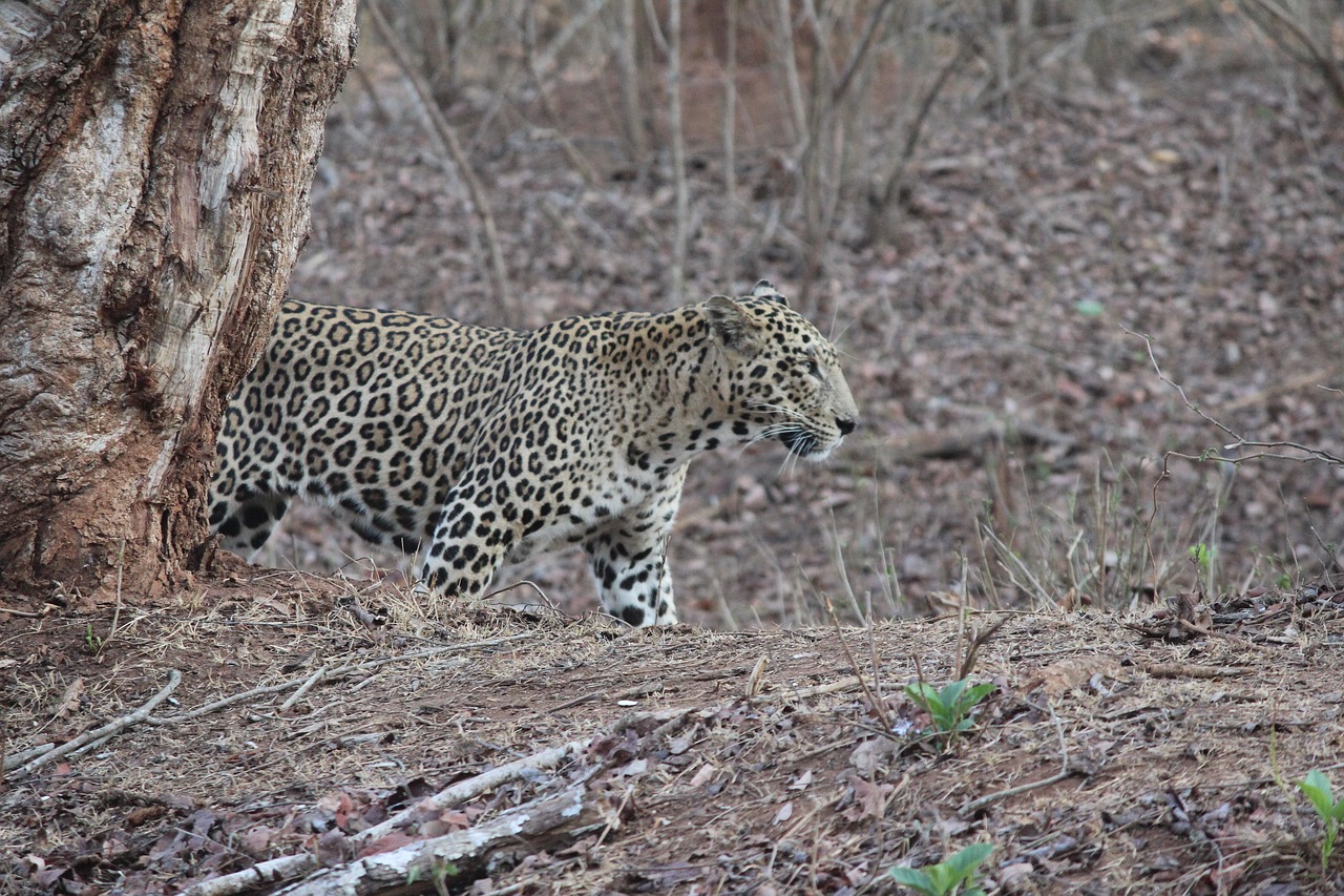 Leopardas, Laukinė Gamta, Džiunglės, Gamta, Indija, Nemokamos Nuotraukos,  Nemokama Licenzija