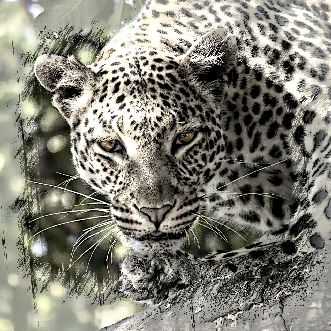 Leopardas, Didelė Katė, Afrika, Safari, Žinduolis, Laukinis Gyvenimas, Gyvūnas, Skaitmeninis Menas, Skaitmeninė Kūryba, Desaturated