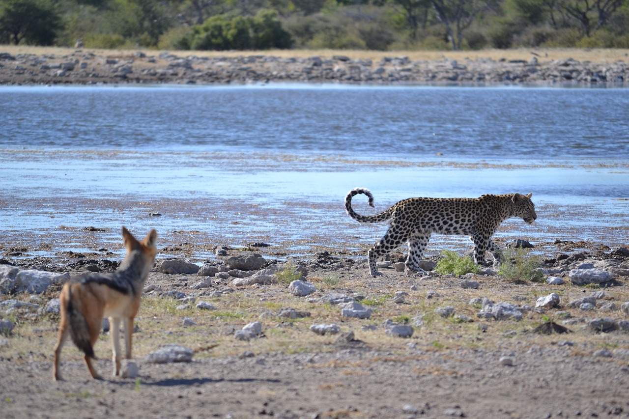 Leopardas, Partneris, Draugai, Laukiniai Gyvūnai, Akompanimentas, Vandens Skylė, Safari, Namibija, Nemokamos Nuotraukos,  Nemokama Licenzija