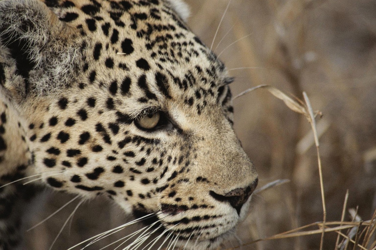 Leopardas, Pietų Afrika, Safari, Katė, Nemokamos Nuotraukos,  Nemokama Licenzija