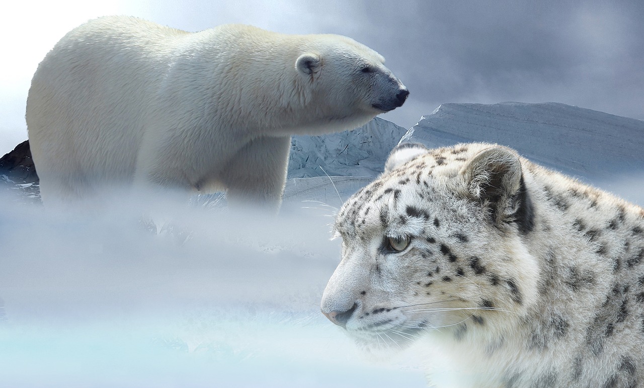 Leopardas, Sniegas, Baltoji Meška, Sniego Leopardas, Ledynas, Ledynmetis, Žiema, Klimatas, Šaltas, Žiemos Laikas