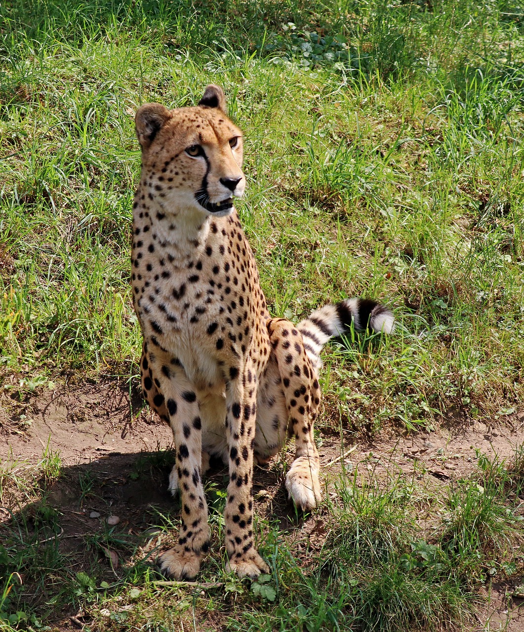 Leopardas, Plėšrūnas, Didelė Katė, Katė, Wildcat, Dėmės, Zoologijos Sodas, Gamta, Gyvūnų Portretas, Panthera Pardus