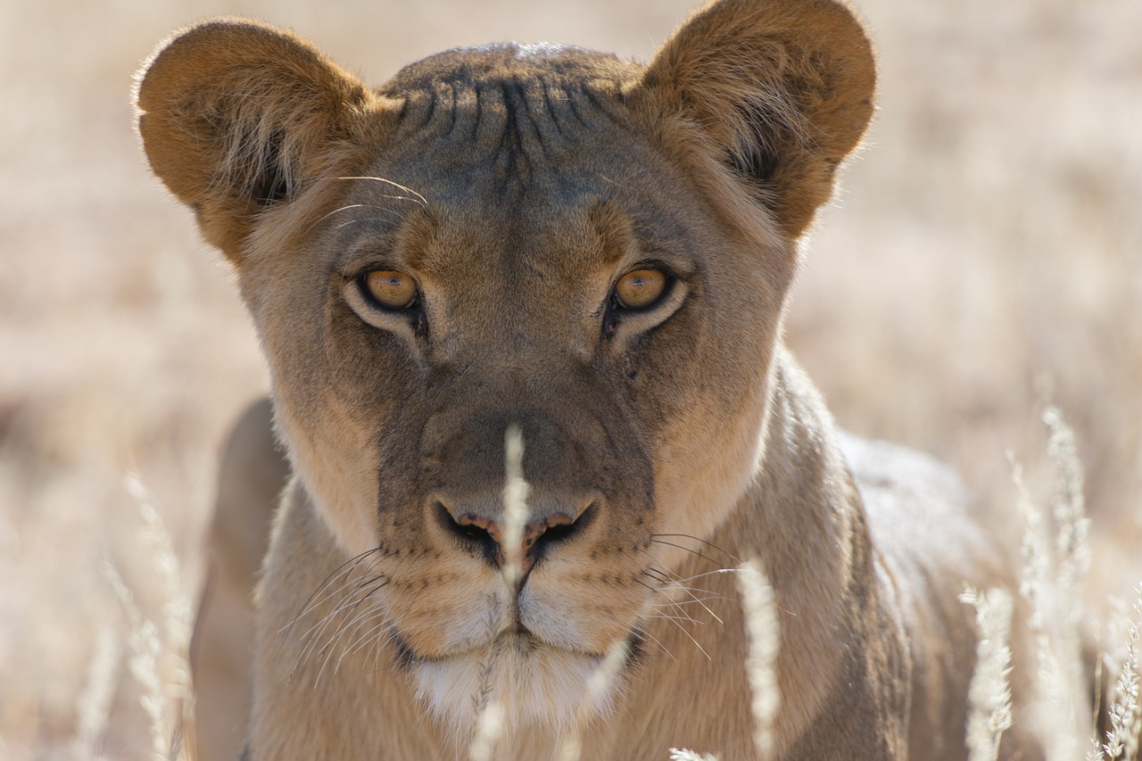 Leopardas, Gyvūnas, Žolė, Gamta, Saulėtas, Nemokamos Nuotraukos,  Nemokama Licenzija