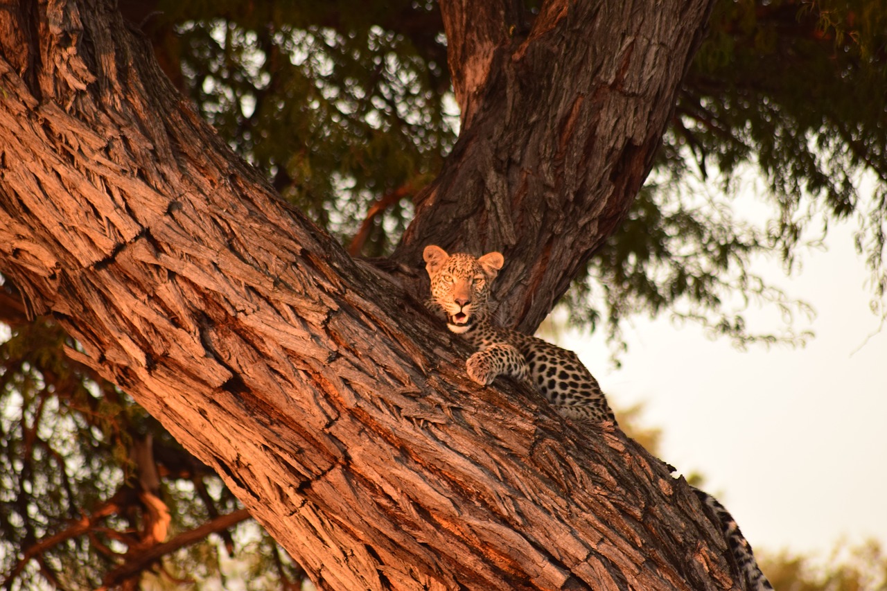 Leopardas, Medis, Botsvana, Nemokamos Nuotraukos,  Nemokama Licenzija