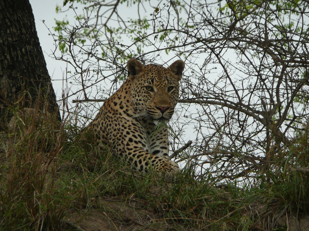 Leopardas, Londolozi, Pietų Afrika, Kruger, Safari, Laukinė Gamta, Didelės Katės, Nemokamos Nuotraukos,  Nemokama Licenzija