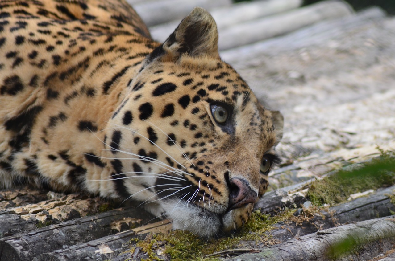 Leopardas, Gyvūnas, Zoologijos Sodas, Laukiniai, Gamta, Laukinė Gamta, Safari, Katė, Žinduolis, Gepardas