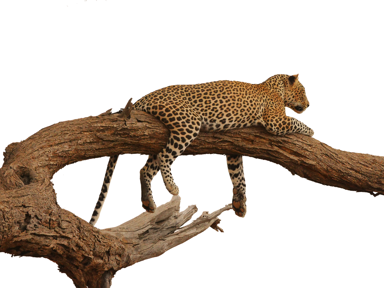 Leopardas, Acacia, Apžvalga, Savana, Izoliuotas, Safari, Samburu, Nacionalinis Parkas, Kenya, Afrika