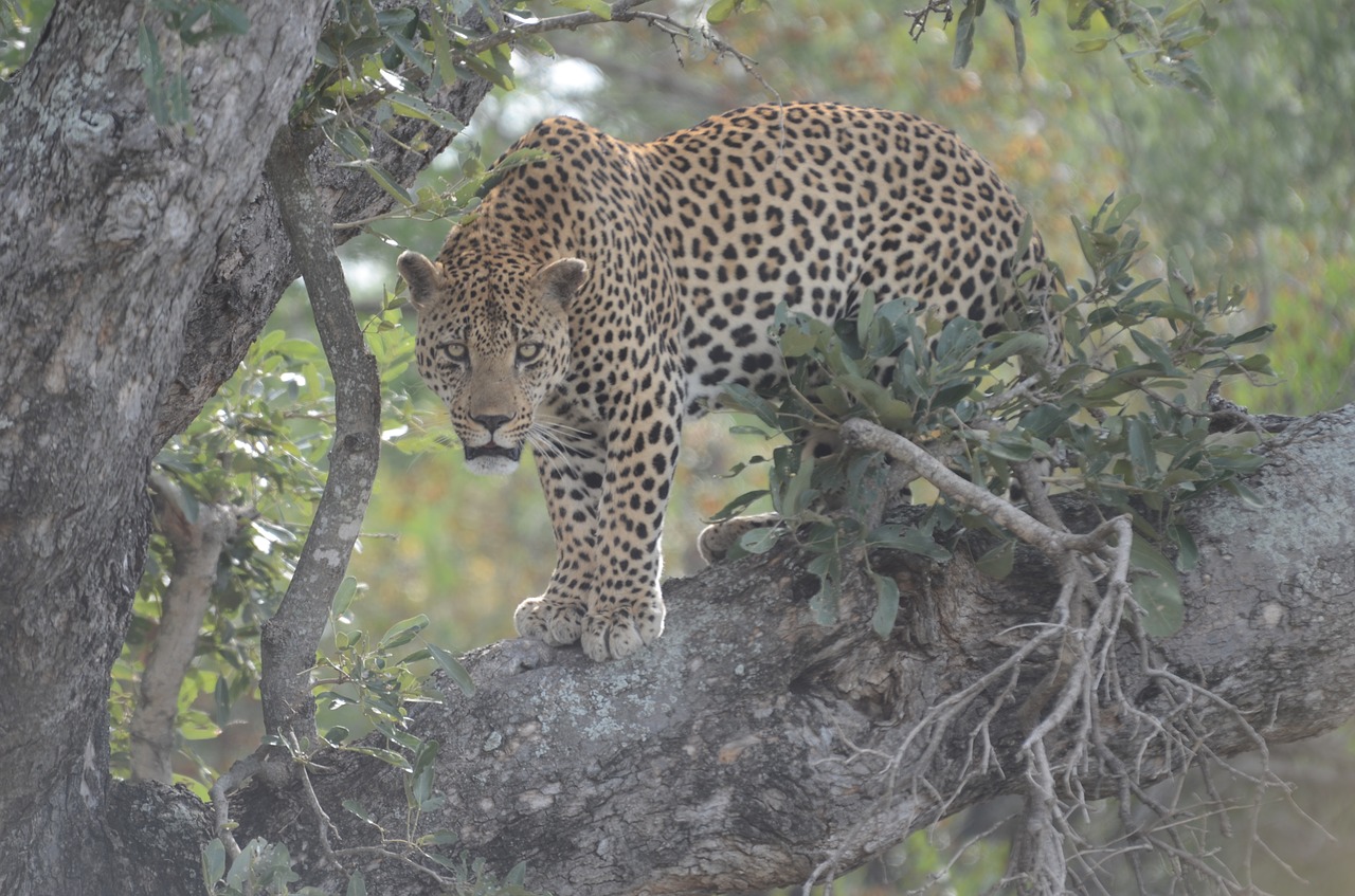 Leopardas, Mėsėdis, Gyvūnas, Laukinė Gamta, Katė, Safari, Kačių, Pavojingas, Panthera, Afrika