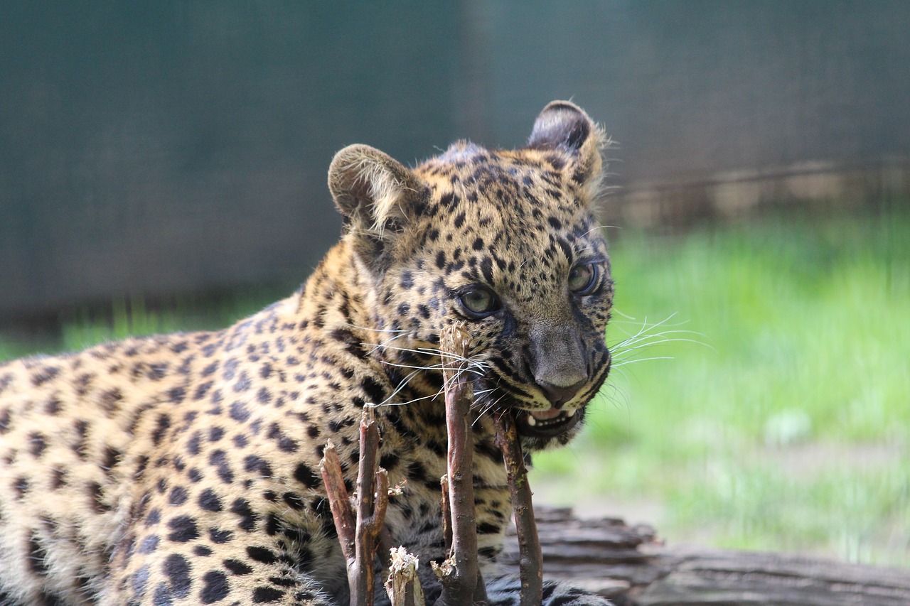 Leopardas, Laukiniai, Cub, Zoologijos Sodas, Nemokamos Nuotraukos,  Nemokama Licenzija