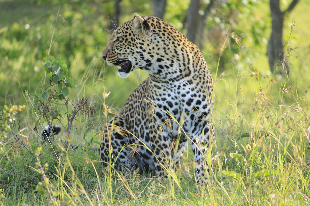 Leopardas, Masai, Mara, Afrika, Katė, Laukinė Gamta, Kenya, Gyvūnas, Laukiniai, Safari