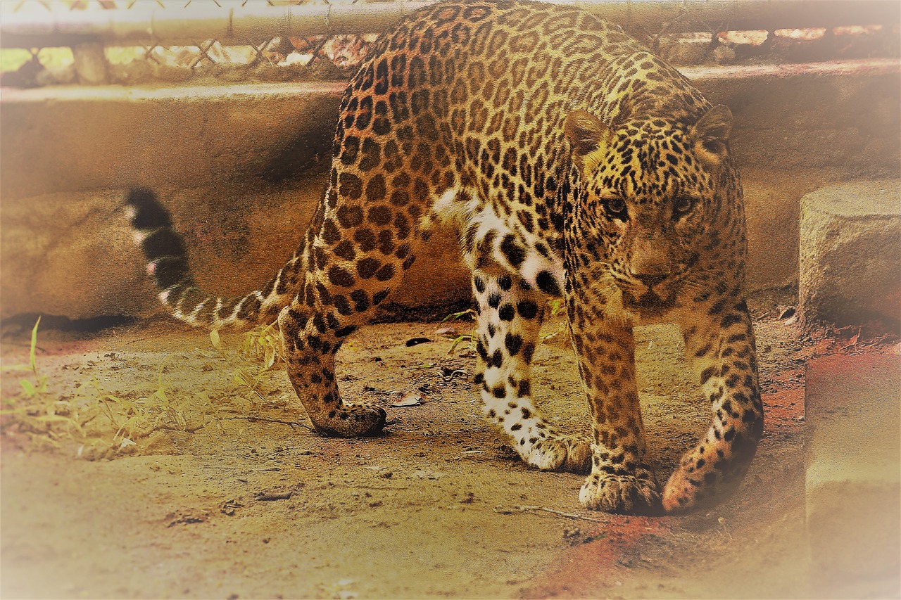 Leopardas, Baugus, Narve, Zoologijos Sodas, Mėsėdis, Panthera Pardus, Geltona, Gyvūnas, Animalia, Šunys