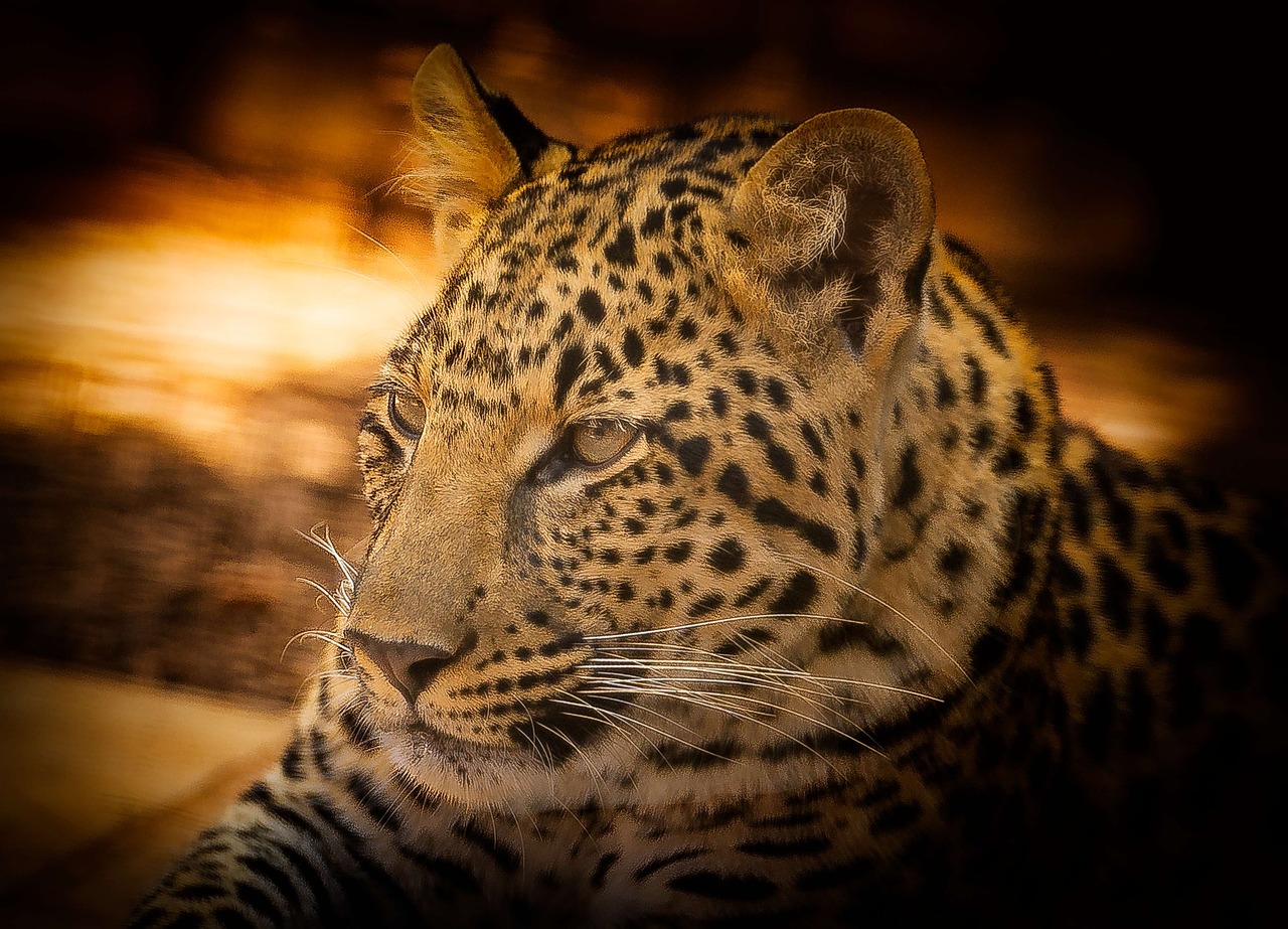 Leopardas, Laukinė Gamta, Afrika, Išsaugojimas, Kruger Nacionalinis Parkas, Nykstantis, Rozetės, Gamta, Kačių, Katė