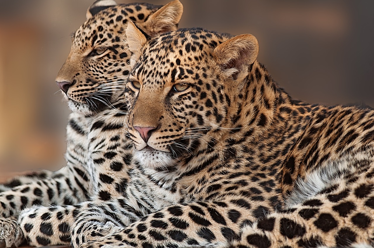 Leopardas, Cub, Rozetės, Pardus, Gamta, Afrika, Mėsėdis, Katė, Akys, Safari