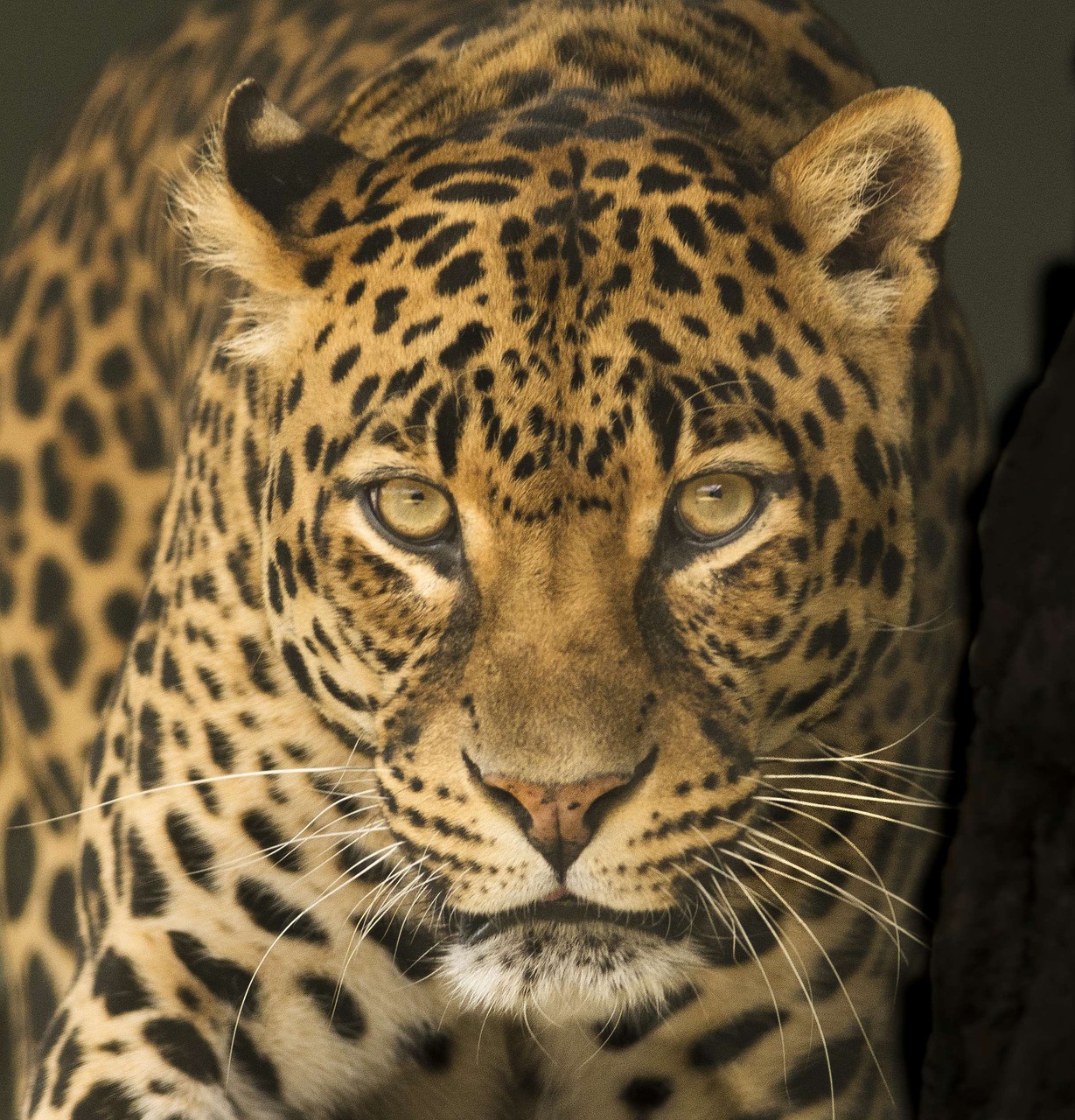 Leopardas, Afrika, Akys, Intensyvus, Žalias, Didelis 5, Kruger, Savanna, Mėsėdis, Plėšrūnas