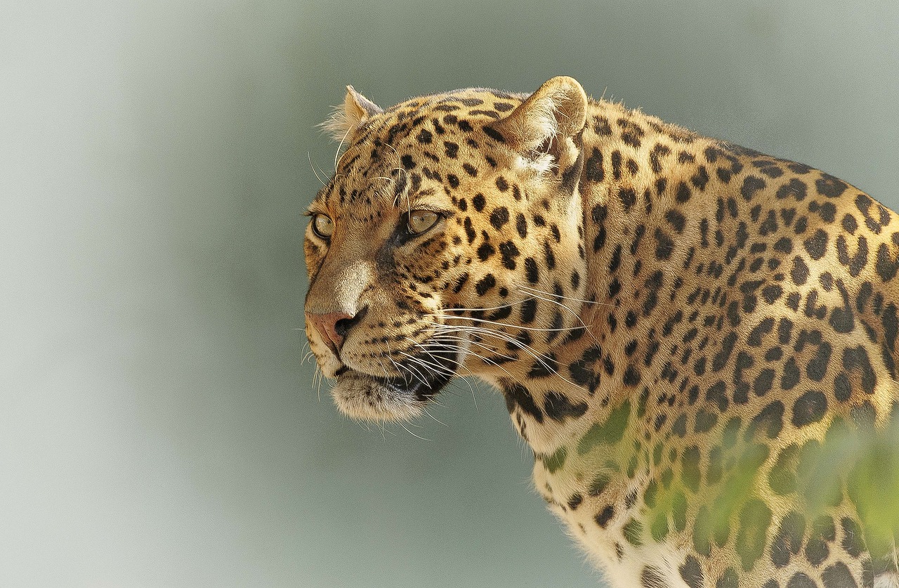 Leopardas, Plėšrūnas, Akys, Laukinė Gamta, Mėsėdis, Parkas, Kruger, Serengeti, Botsvana, Džiunglės