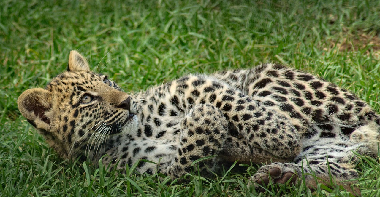 Leopardas, Cub, Akys, Žvilgsnis, Dėmės, Rozetės, Mielas, Nemokamos Nuotraukos,  Nemokama Licenzija