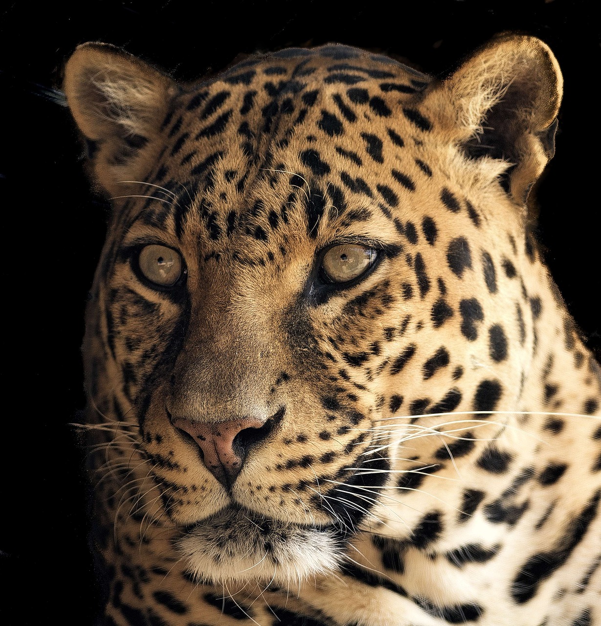 Leopardas, Uždaryti, Gražus, Akys, Žalias, Plėšrūnas, Gamta, Laukinė Gamta, Nemokamos Nuotraukos,  Nemokama Licenzija
