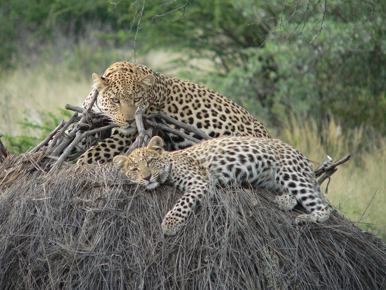 Leopardas, Safari, Naminia, Poilsis, Wildcat, Katė, Nemokamos Nuotraukos,  Nemokama Licenzija
