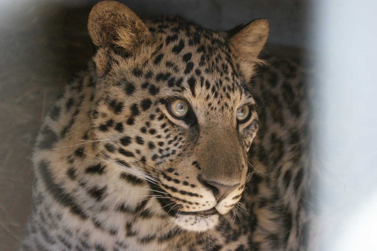 Leopardas, Pietų Afrika, Wildcat, Gyvūnų Pasaulis, Plėšrūnas, Katė, Gyvūnas, Afrika, Didelė Katė, Nemokamos Nuotraukos