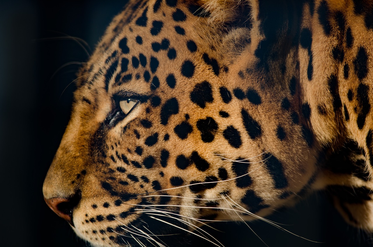 Leopardas, Labai Arti Akis, Katė, Kačių, Slaptas, Nemokamos Nuotraukos,  Nemokama Licenzija