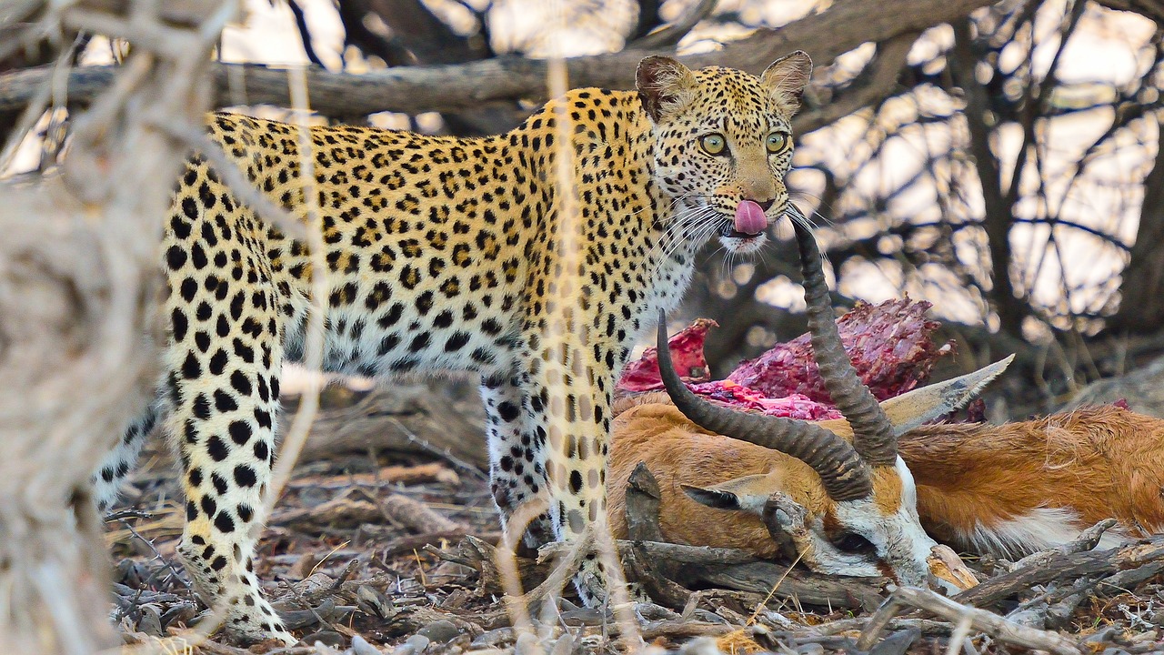 Leopardas, Namibija, Pietų Afrika, Kalahari, Afrika, Gyvūnas, Wildcat, Katė, Safari, Nemokamos Nuotraukos