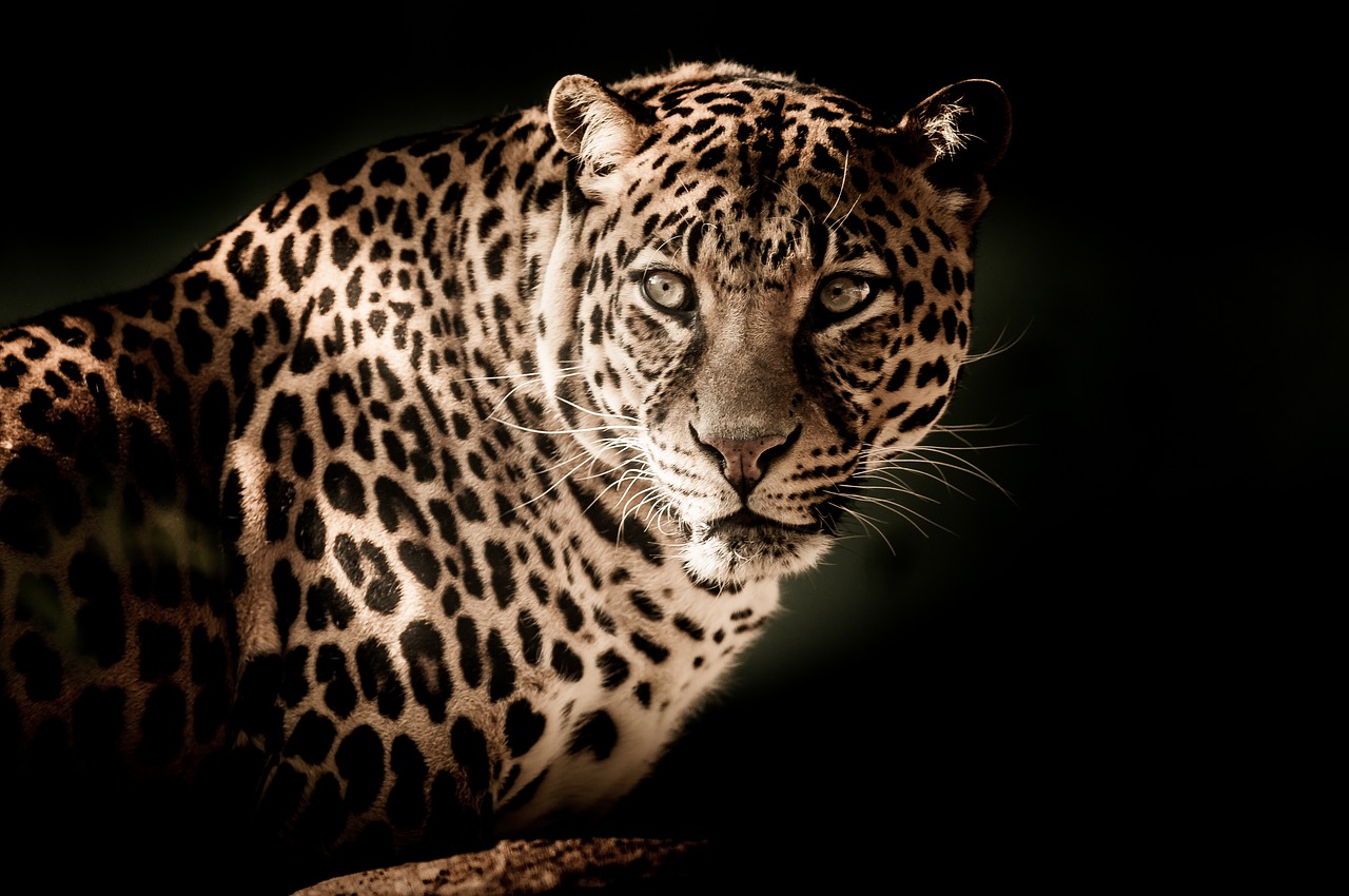 Leopardas, Uždaryti, Akys, Grėsmingas, Nemokamos Nuotraukos,  Nemokama Licenzija