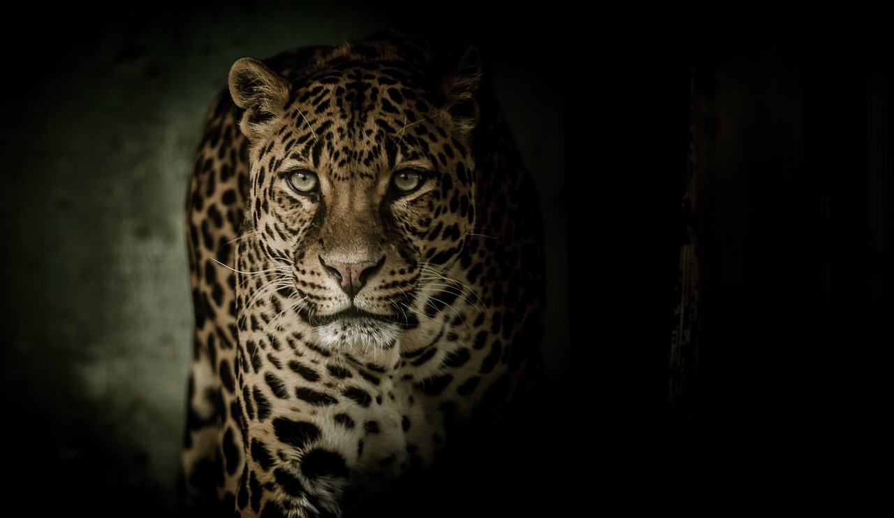 Leopardas, Akys, Baisi, Kačių, Dėmės, Rozetės, Nemokamos Nuotraukos,  Nemokama Licenzija