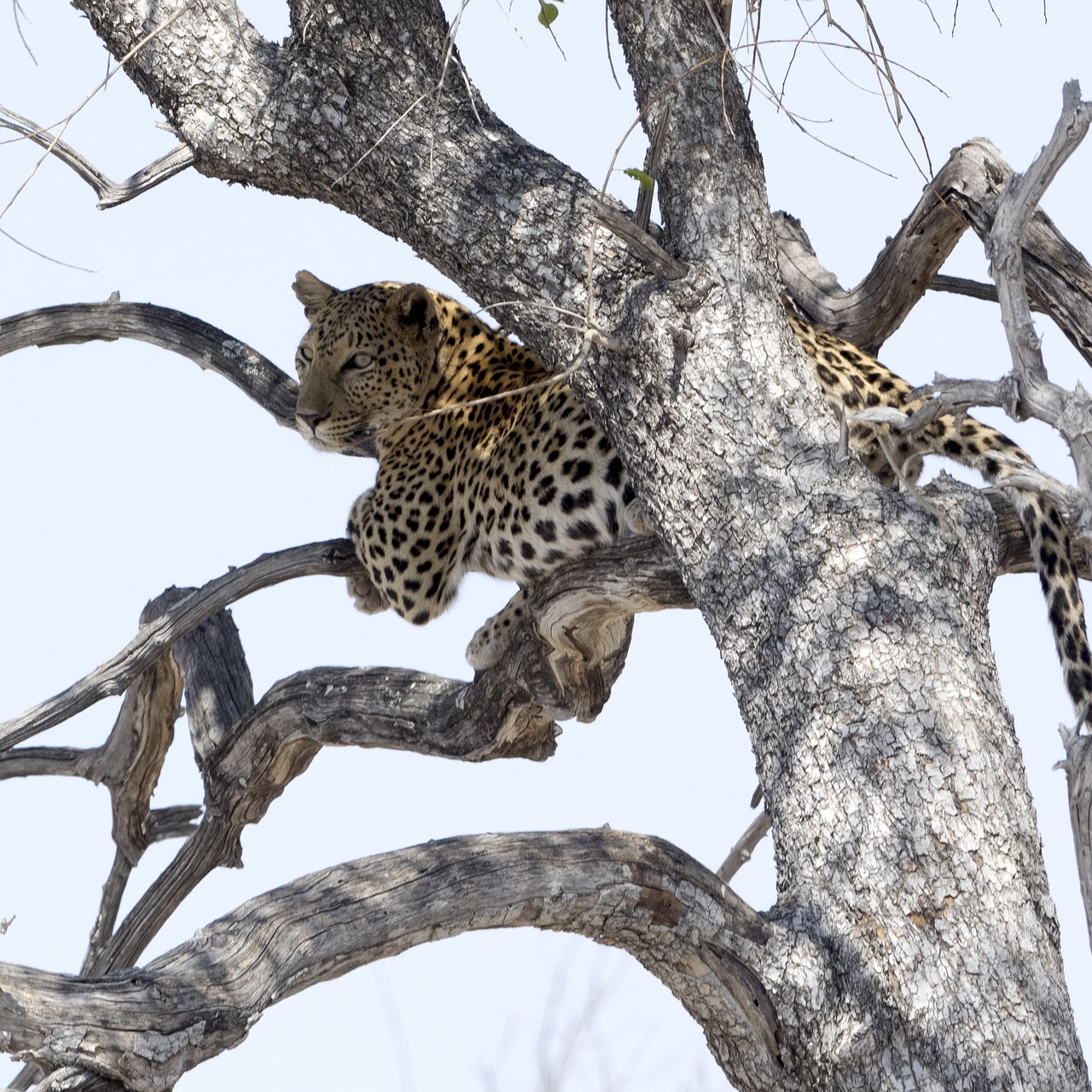 Leopardas, Nacionalinis Parkas, Afrika, Safari, Wildcat, Gamta, Didelė Katė, Katė, Savana, Laukinis Gyvūnas