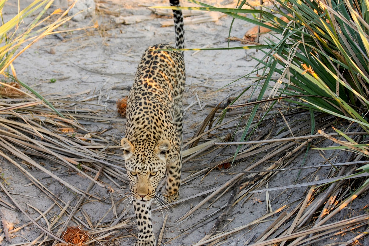 Leopardas, Afrika, Botsvana, Wildcat, Safari, Katė, Didelė Katė, Gamta, Dykuma, Okavango Delta