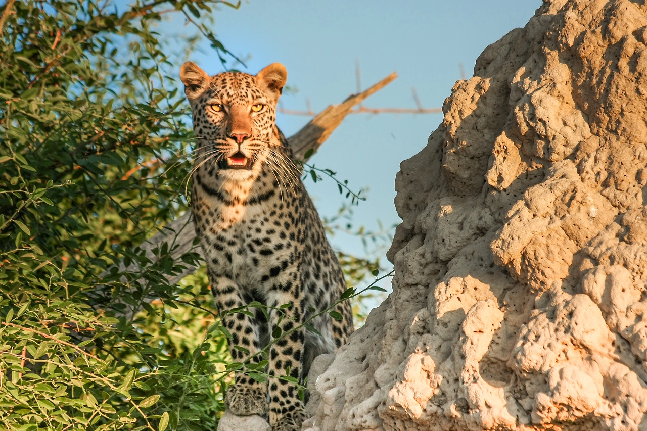Leopardas, Afrika, Botsvana, Wildcat, Safari, Katė, Didelė Katė, Gamta, Dykuma, Okavango Delta