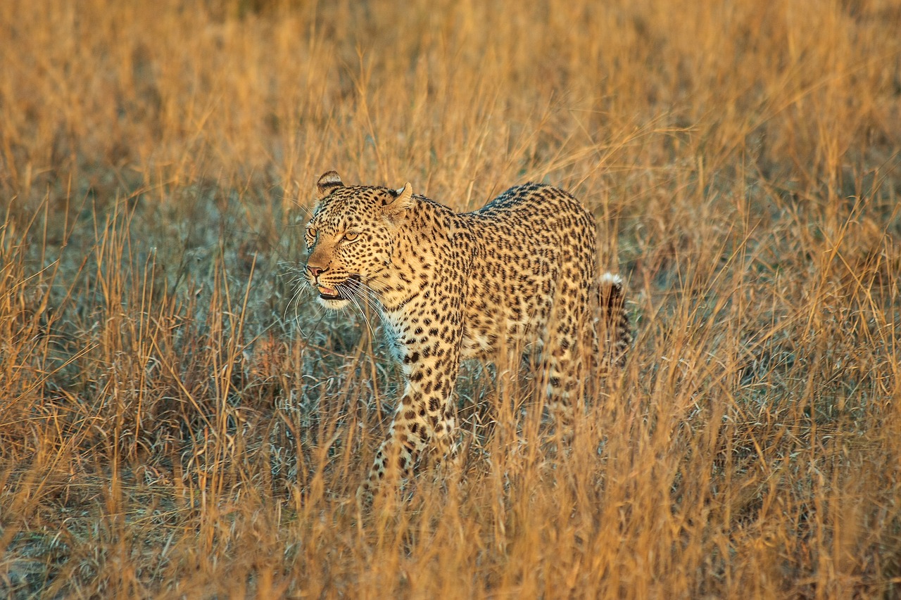 Leopardas, Afrika, Botsvana, Wildcat, Safari, Katė, Didelė Katė, Gamta, Dykuma, Okavango Delta