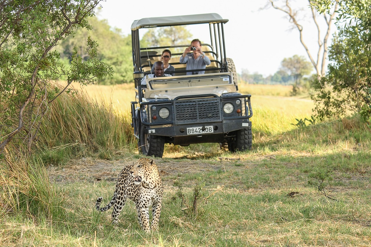 Leopardas, Afrika, Botsvana, Wildcat, Safari, Katė, Didelė Katė, Gamta, Dykuma, Okavango Delta