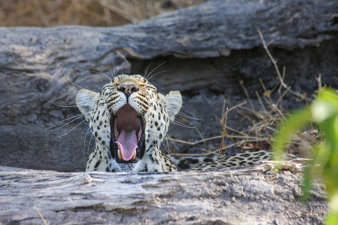 Leopardas, Afrika, Safari, Wildcat, Botsvana, Katė, Nacionalinis Parkas, Didelė Katė, Gamta, Okavango Delta