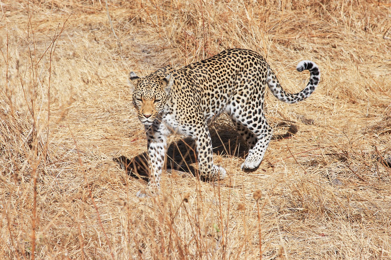 Leopardas, Afrika, Safari, Wildcat, Botsvana, Katė, Nacionalinis Parkas, Didelė Katė, Gamta, Okavango Delta