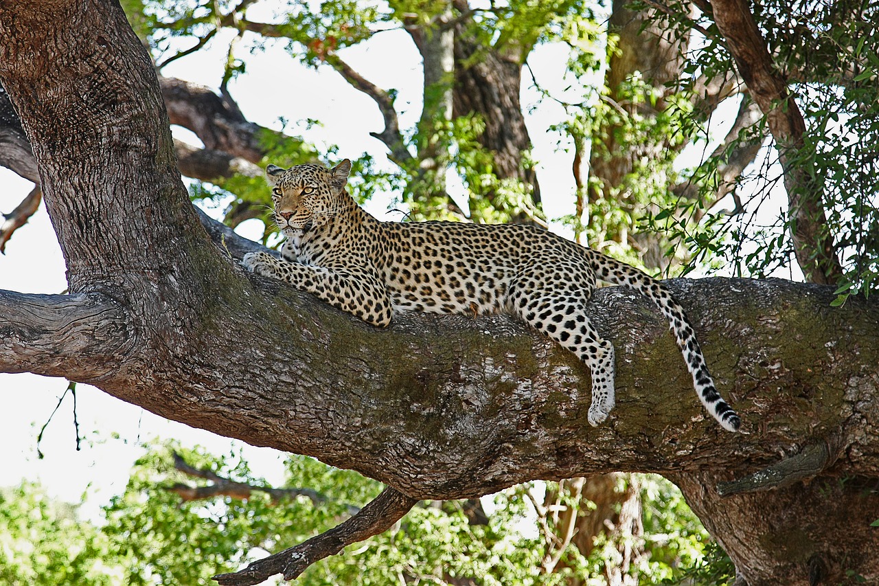 Leopardas, Afrika, Safari, Wildcat, Botsvana, Katė, Nacionalinis Parkas, Didelė Katė, Gamta, Okavango Delta