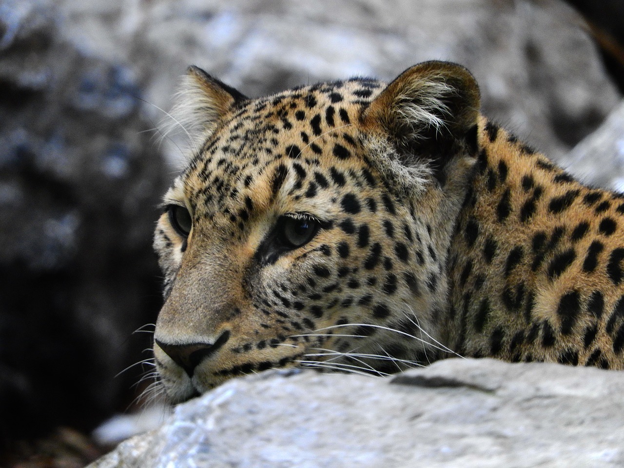 Leopardas, Akmuo, Zoologijos Sodas, Žinduolis, Katė, Kilnus, Kailis, Drąsus, Wildcat, Plėšrūnai