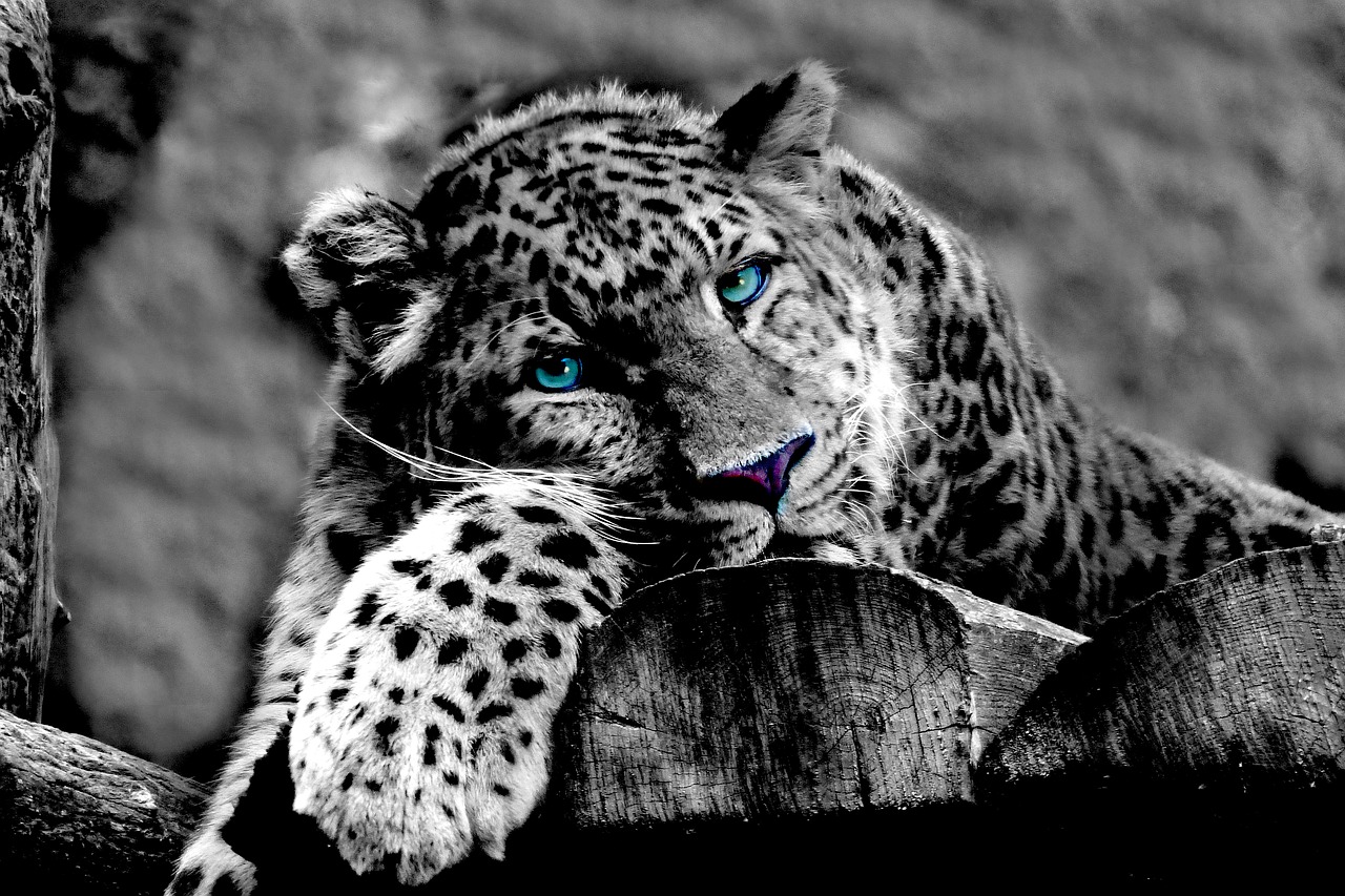 Leopardas, Gyvūnas, Wildcat, Zoologijos Sodas, Katė, Juoda Ir Balta, Nemokamos Nuotraukos,  Nemokama Licenzija