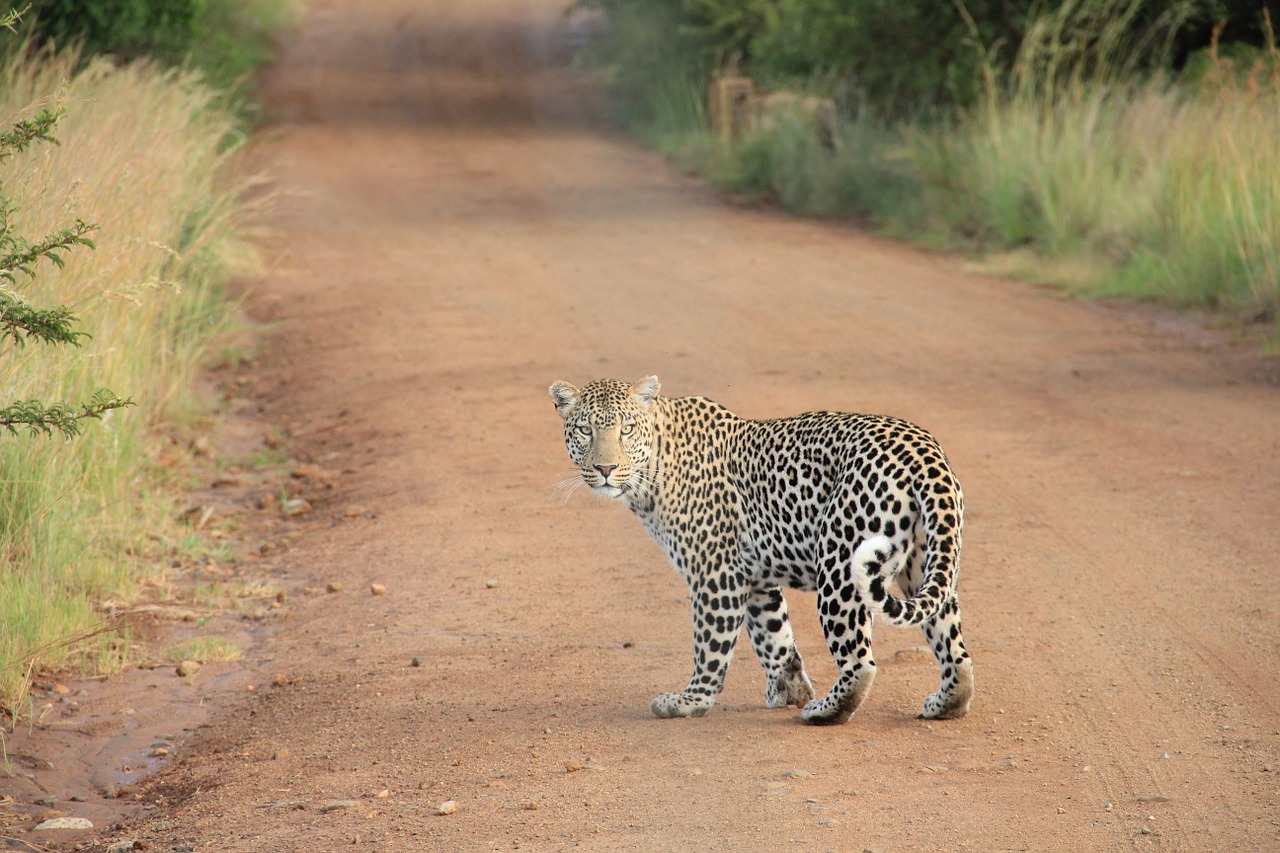 Leopardas, Safari, Wildcat, Didelė Katė, Mėsėdis, Afrika, Kačių, Kelias, Purvo Kelias, Gyvūnas