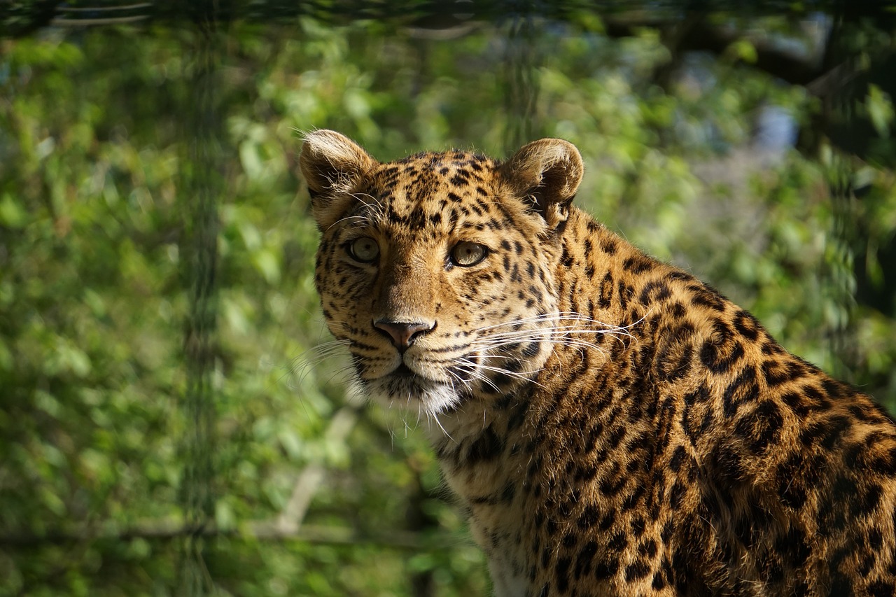 Leopardas,  Pavojinga,  Predator,  Wildcat,  Didelė Katė,  Pobūdį,  Laukinių,  Gyvūnijos Pasaulyje,  Gyvūnas,  Safari